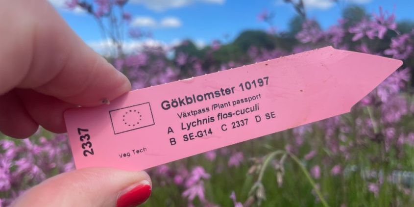 Lapp med identitet på blommor och frö av surrande sommaräng